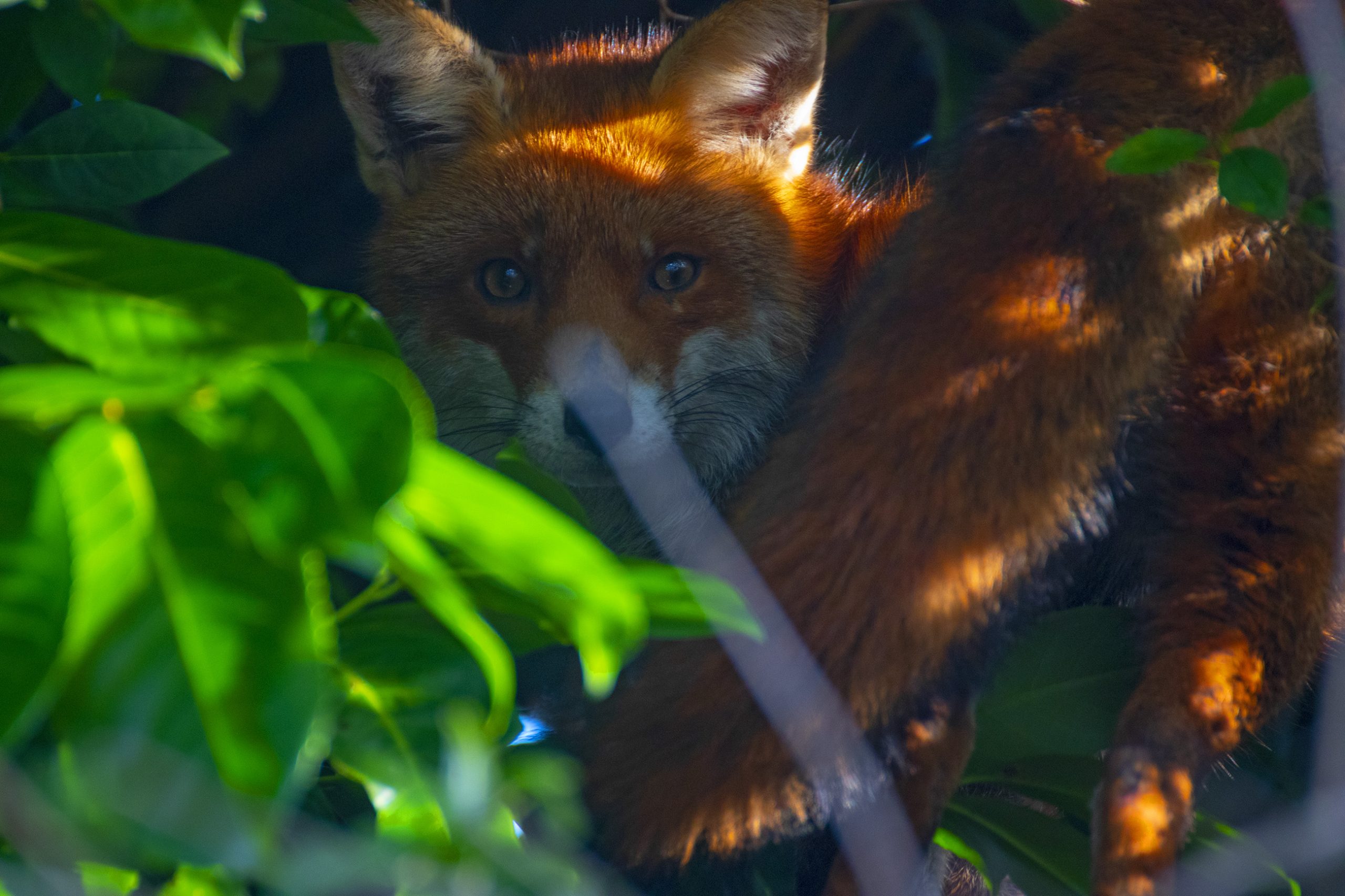 The appearance of the Fox