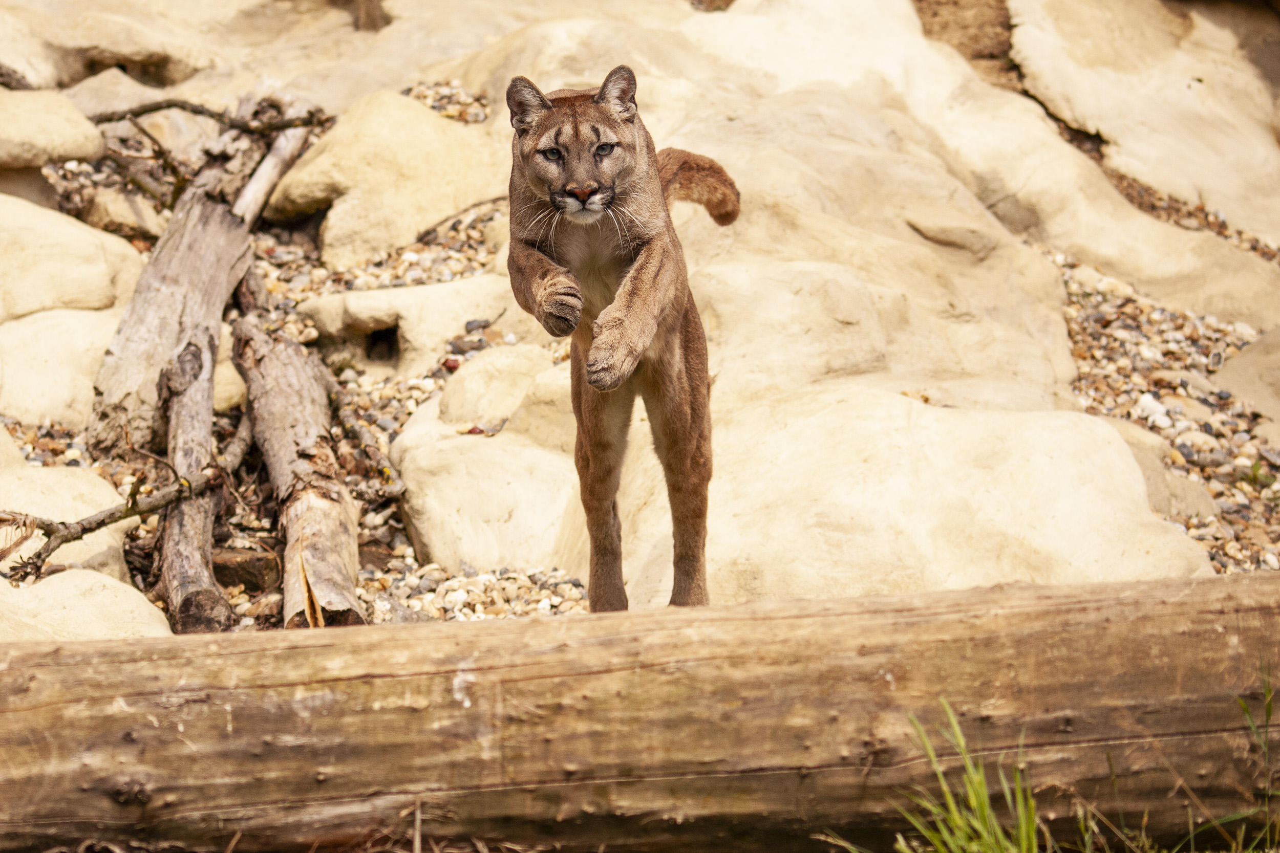 Jumping Puma